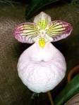 image of flower