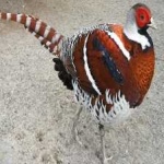 image of bird