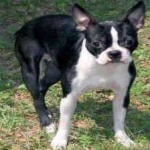 image of animal