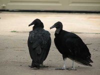image of vulture