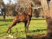 image of arabian_camel