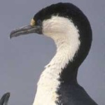 image of bird