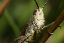 image of grasshopper