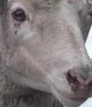 image of animal