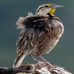 image of eastern_meadowlark #9