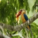 image of bird