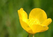image of flower