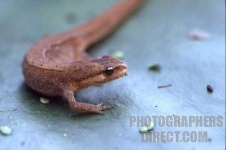 image of common_newt #22