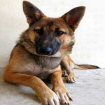 image of animal