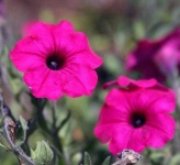 image of petunia #26