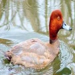 image of bird