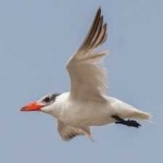 image of bird