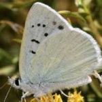 image of animal
