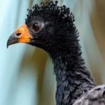 image of bird