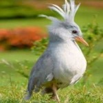 image of bird