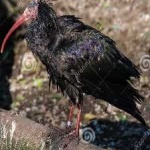 image of bird