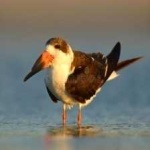 image of bird