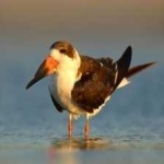 image of black_skimmer #8