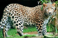 image of jaguar_car