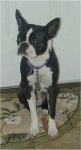 image of boston_bull