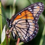 image of animal