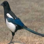image of bird