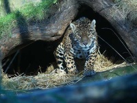 image of jaguar_car