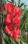 image of flower