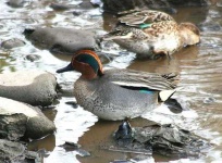 image of drake