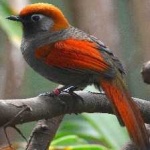 image of bird