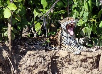 image of jaguar_car