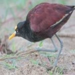 image of bird