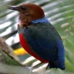 image of red_bellied_pitta #4