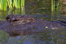 image of african_crocodile
