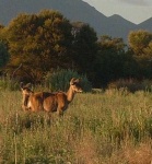image of hartebeest