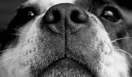 image of dog_nose