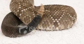 image of sidewinder
