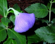 image of balloon_flower #34