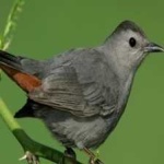image of bird