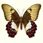 image of animal