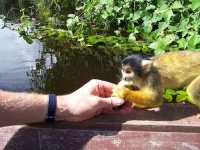 image of squirrel_monkey