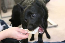 image of schipperke