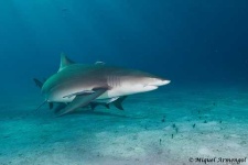 image of tiger_shark