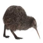 image of bird