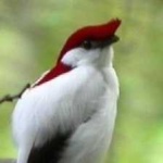image of bird