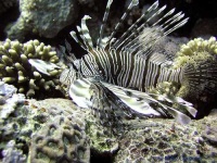 image of lionfish