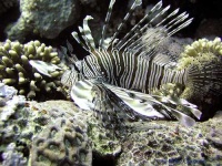 image of lionfish #10