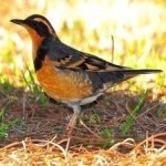 image of bird
