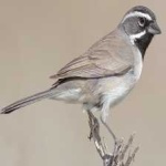 image of black_throated_sparrow #12