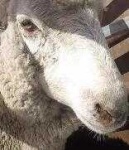 image of sheep_face #12